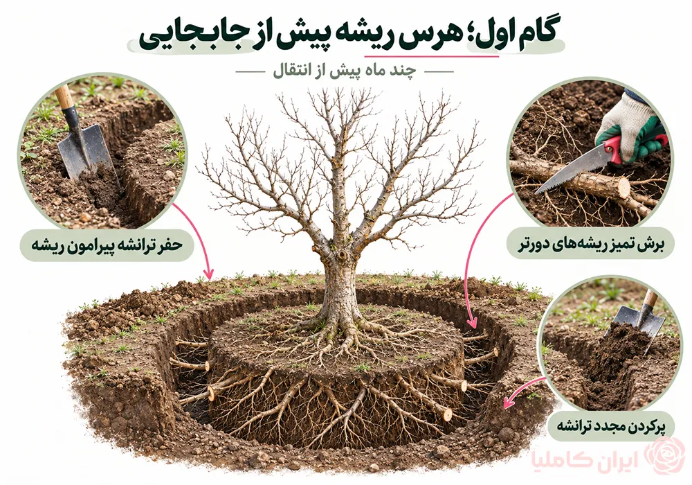 جابجایی درخت توت